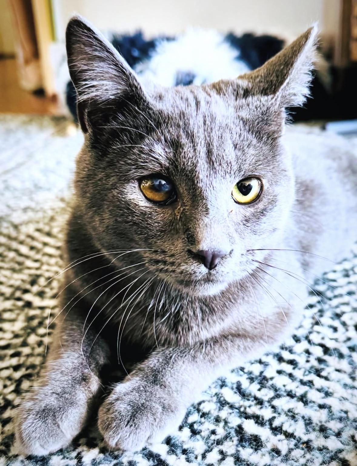 Enlarge Winkie , a Adoptable Domestic Short Hair in Beltsville, MD image 2/6