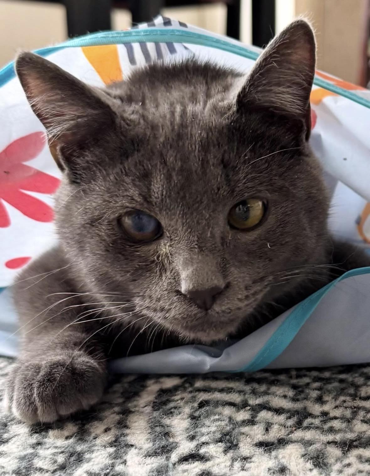 Enlarge Winkie , a Adoptable Domestic Short Hair in Beltsville, MD image 5/6