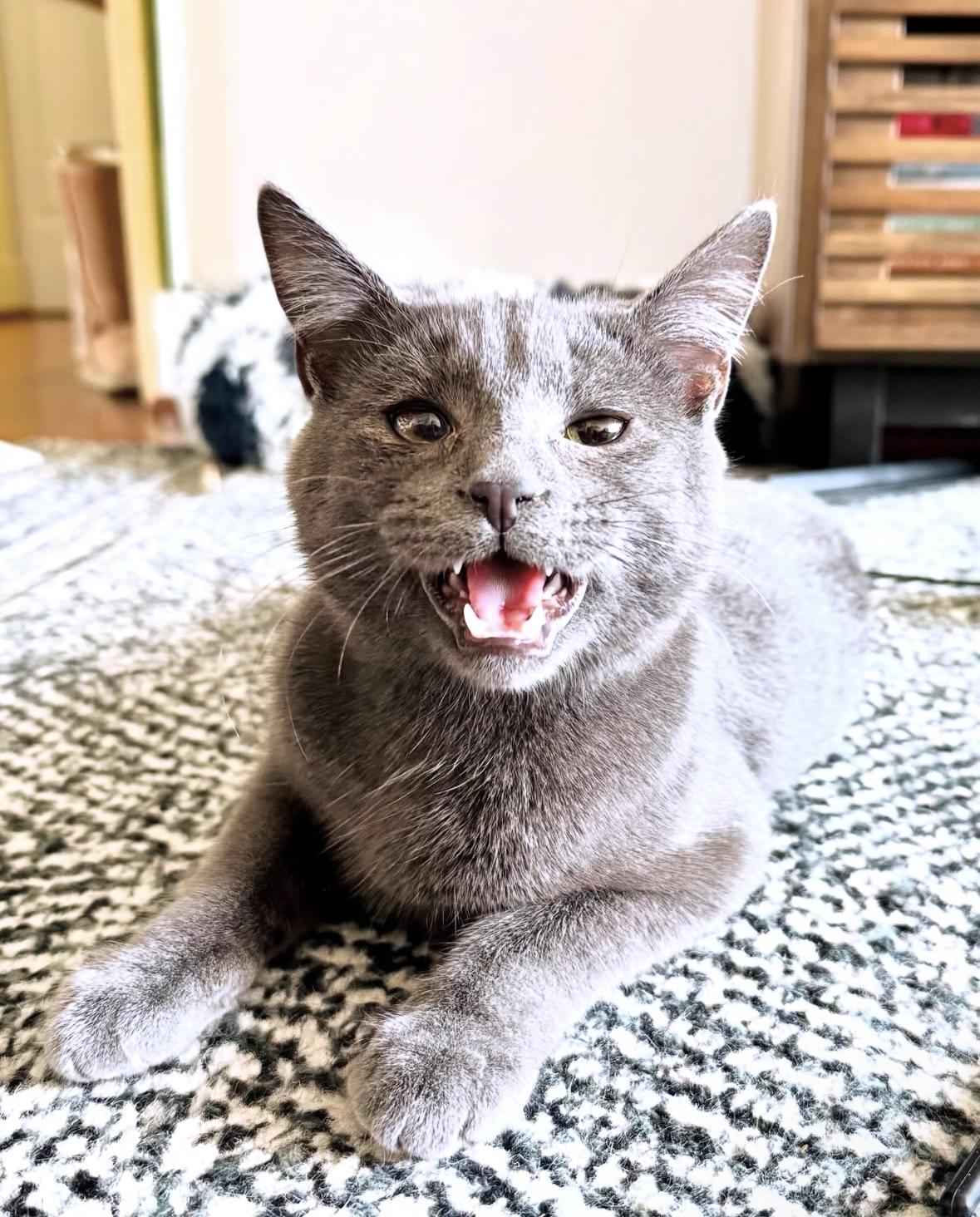 Enlarge Winkie , a Adoptable Domestic Short Hair in Beltsville, MD image 3/6