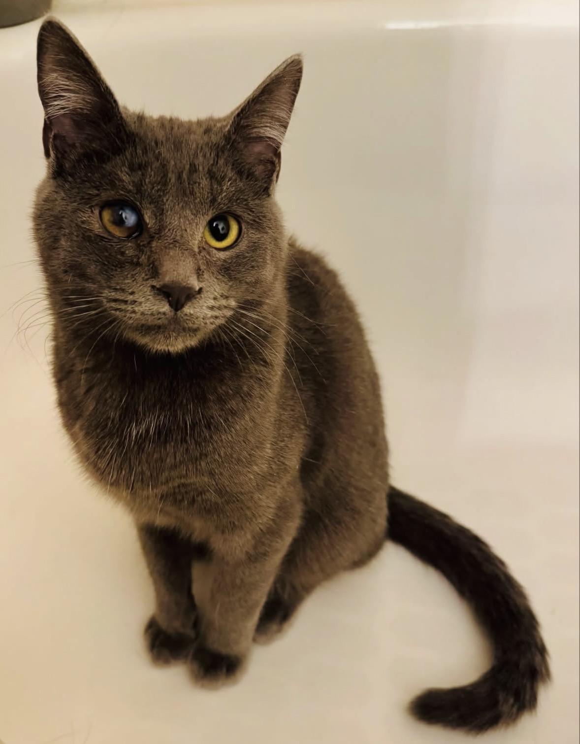 Enlarge Winkie , a Adoptable Domestic Short Hair in Beltsville, MD image 4/6