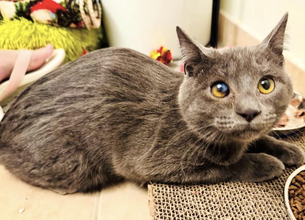 Enlarge Winkie , a Adoptable Domestic Short Hair in Beltsville, MD image 6/6