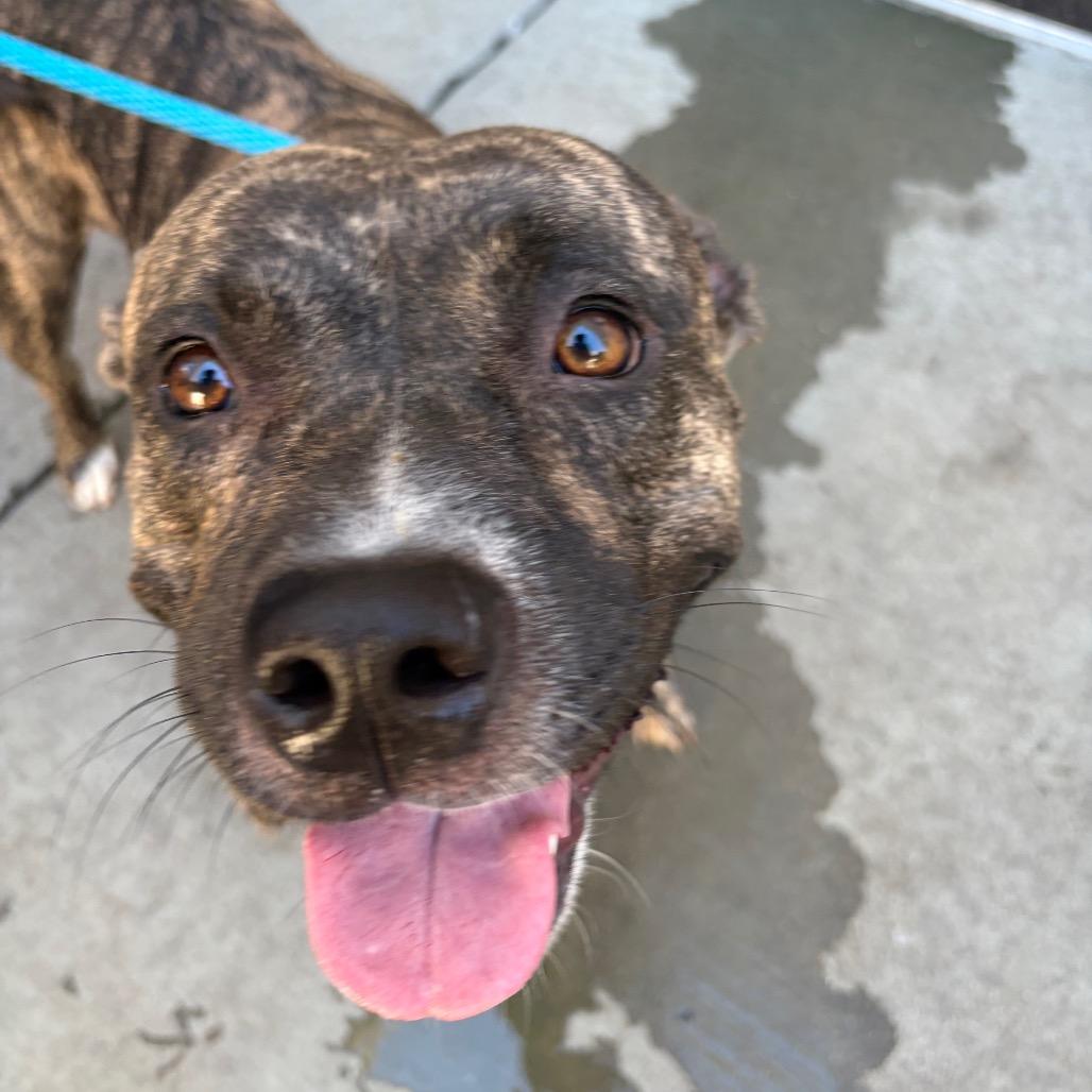 Rosebud, Adoptable, Adult Female Boxer & Mixed Breed.