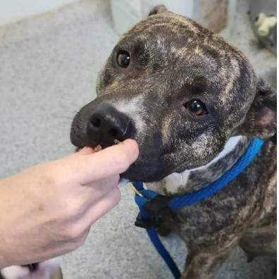 Enlarge Rosebud, a Adoptable mixed breed in Chicago, IL image 2/3
