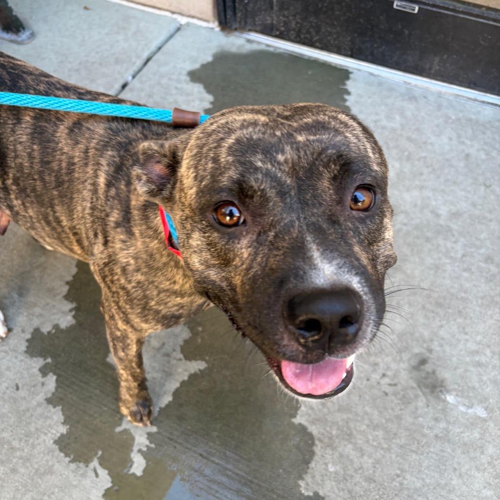 Enlarge Rosebud, a Adoptable mixed breed in Chicago, IL image 3/3