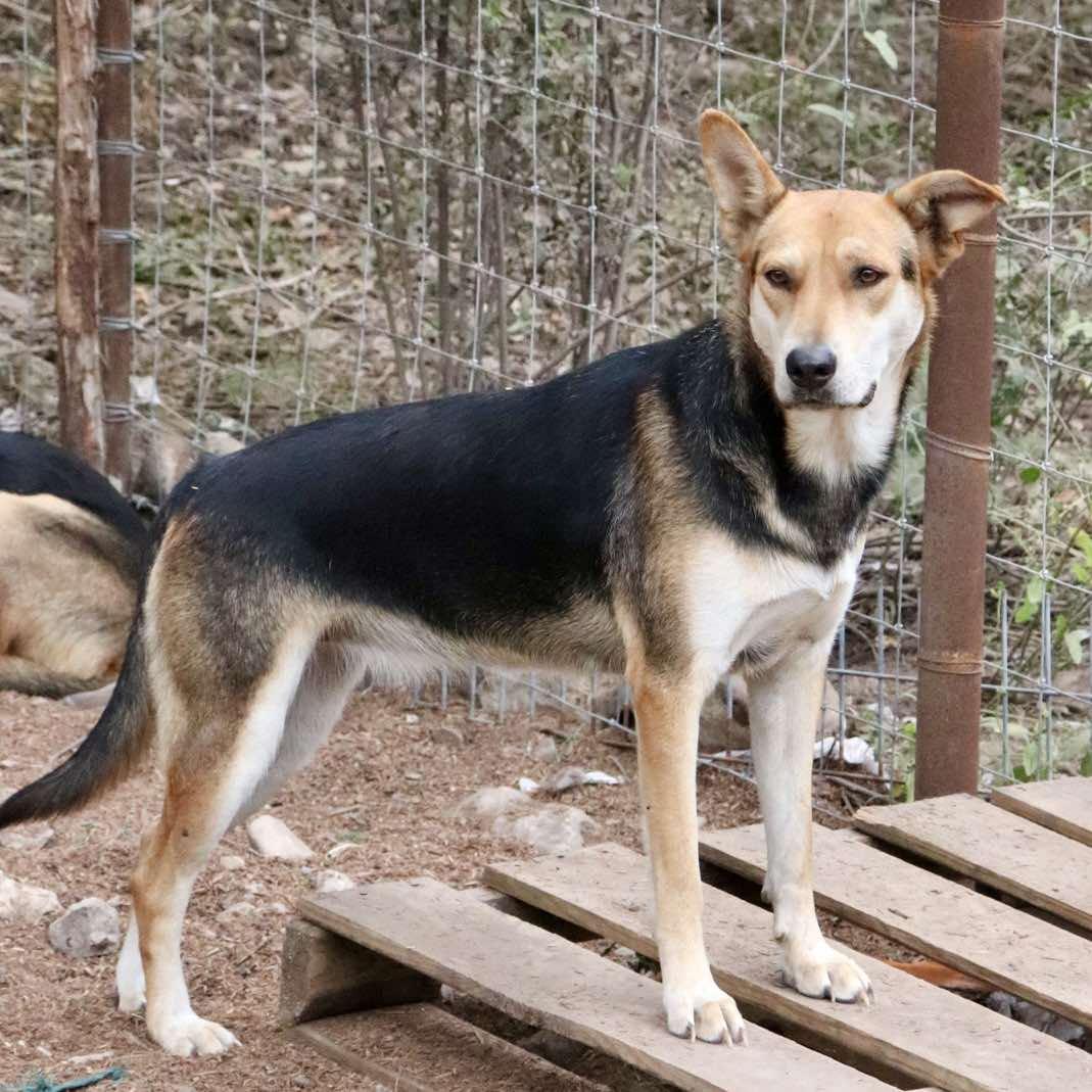 Enlarge Ansley, a hold mixed breed in Paramus, NJ image 1/6