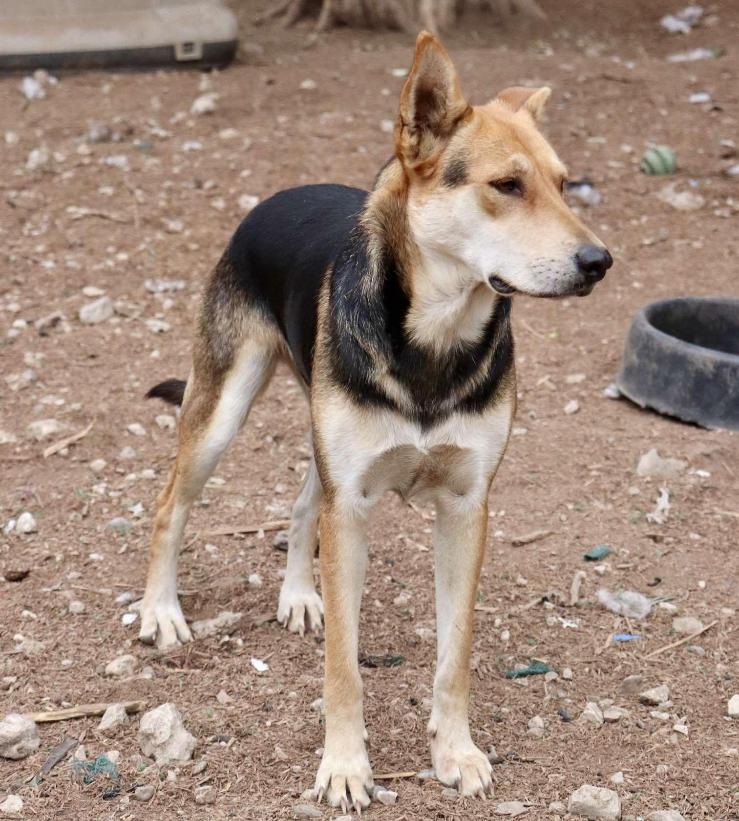 Enlarge Ansley, a hold mixed breed in Paramus, NJ image 5/6