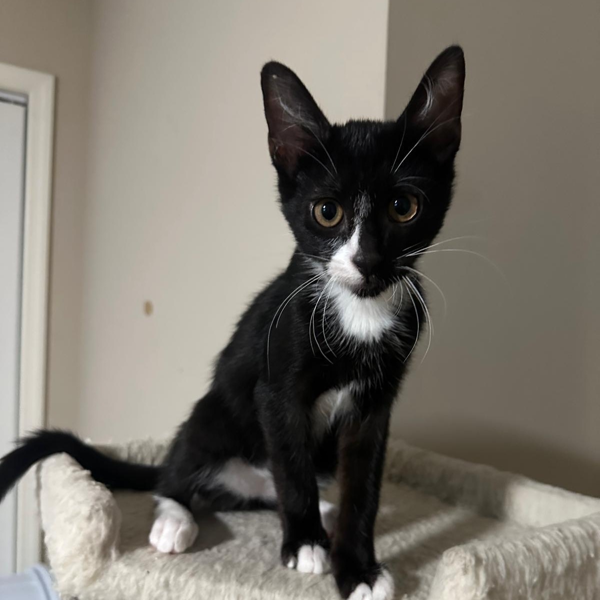 Domino, Adoptable, Kitten Male Domestic Short Hair.