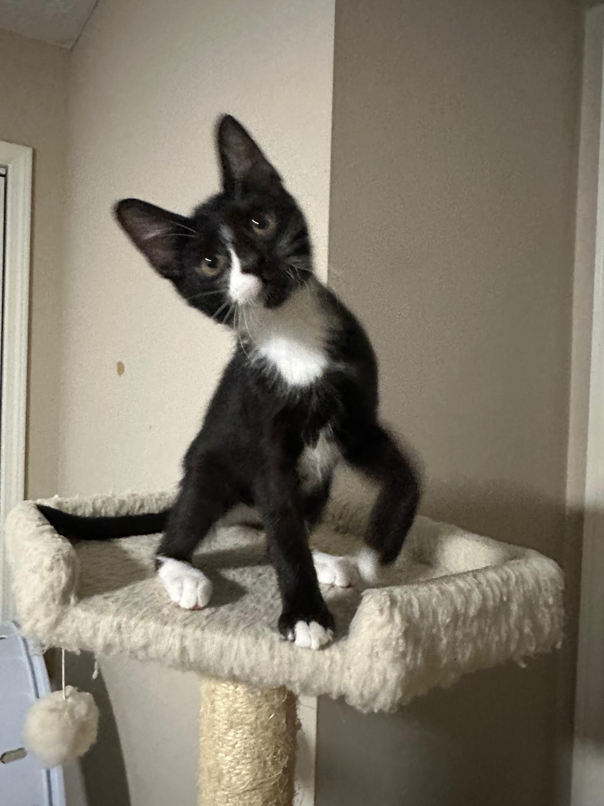 Enlarge Domino, a Adoptable Domestic Short Hair in Lawrenceville, GA image 3/5
