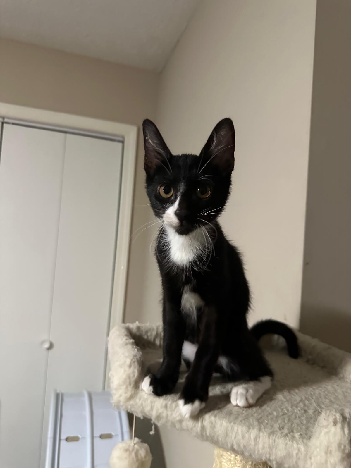 Enlarge Domino, a Adoptable Domestic Short Hair in Lawrenceville, GA image 2/5