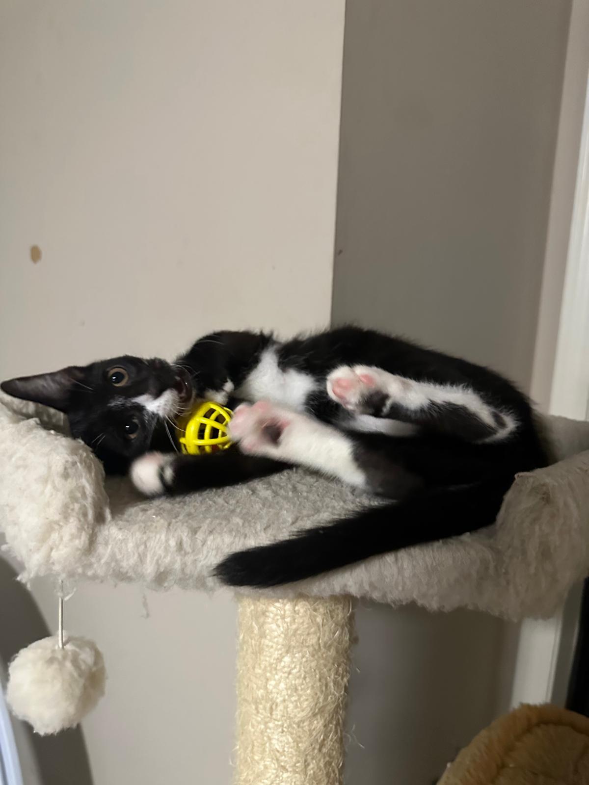 Enlarge Domino, a Adoptable Domestic Short Hair in Lawrenceville, GA image 5/5