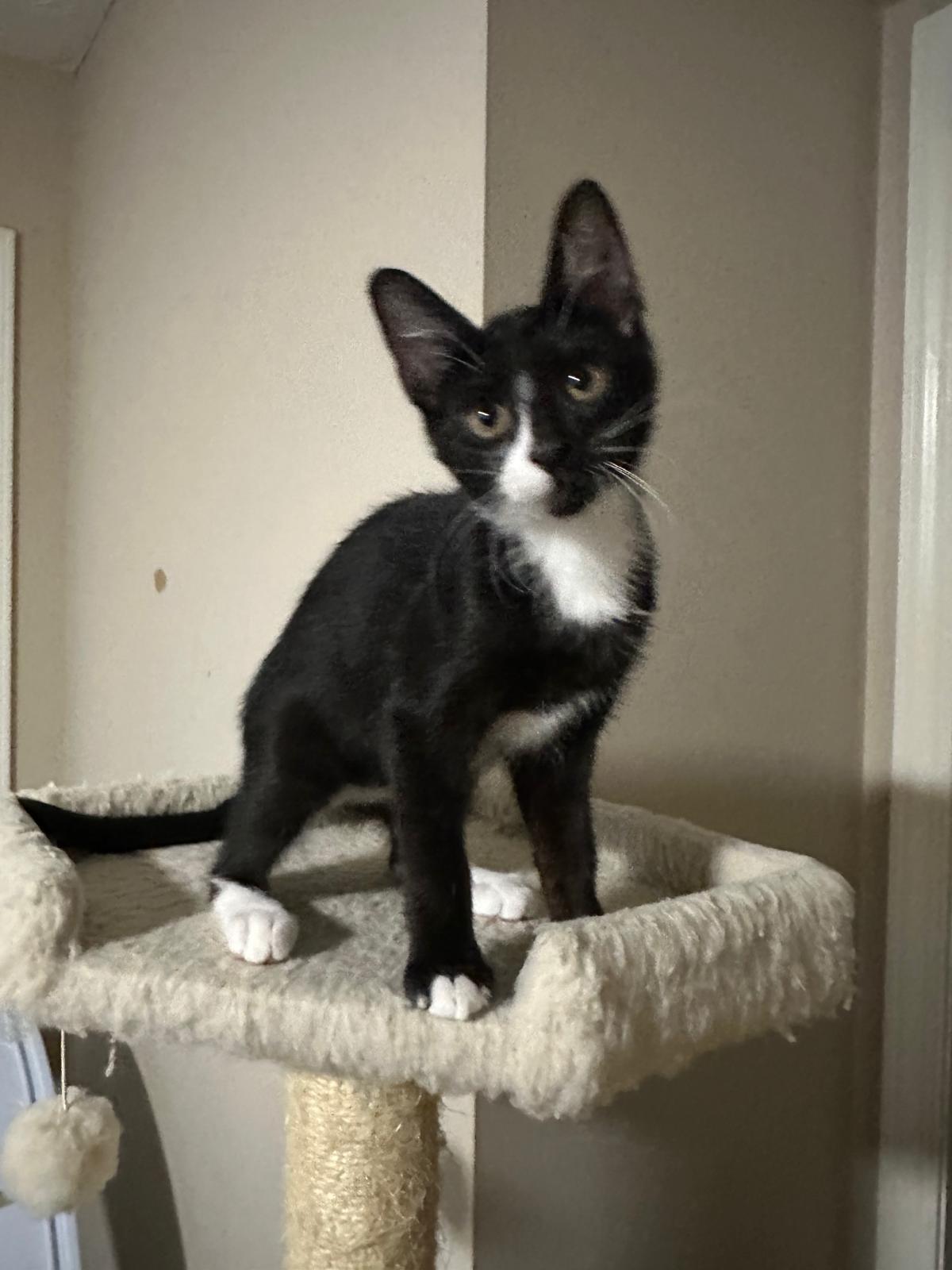 Enlarge Domino, a Adoptable Domestic Short Hair in Lawrenceville, GA image 4/5