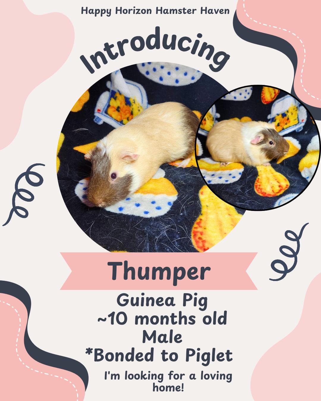 Piglet & Thumper, Adoptable, Young Male Guinea Pig.