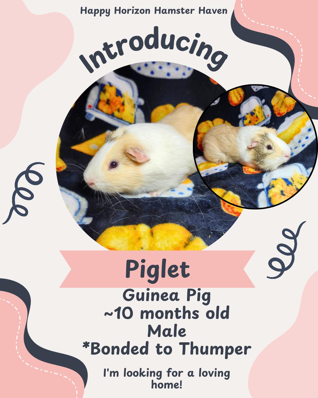 Piglet & Thumper, a Adoptable Guinea Pig image 2/2