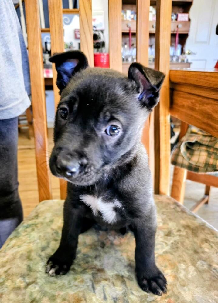 Enlarge Eden, a Adoptable mixed breed in Evergreen, CO image 1/5