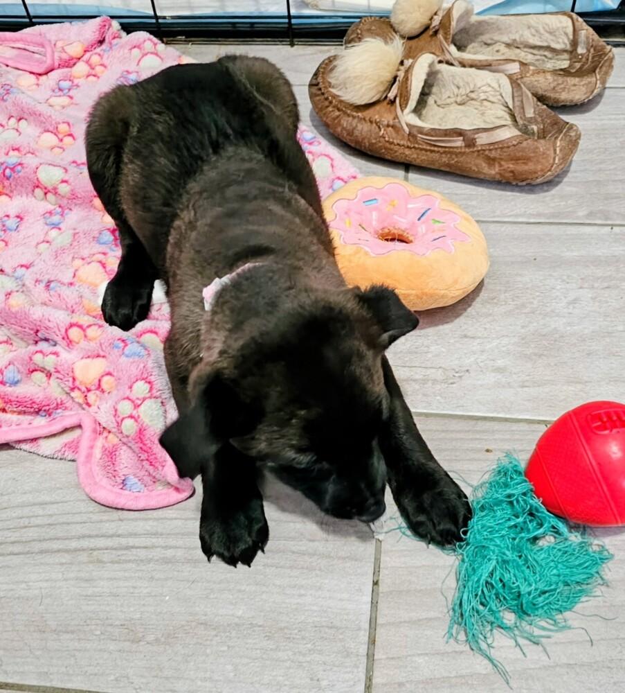 Enlarge Eden, a Adoptable mixed breed in Evergreen, CO image 4/5