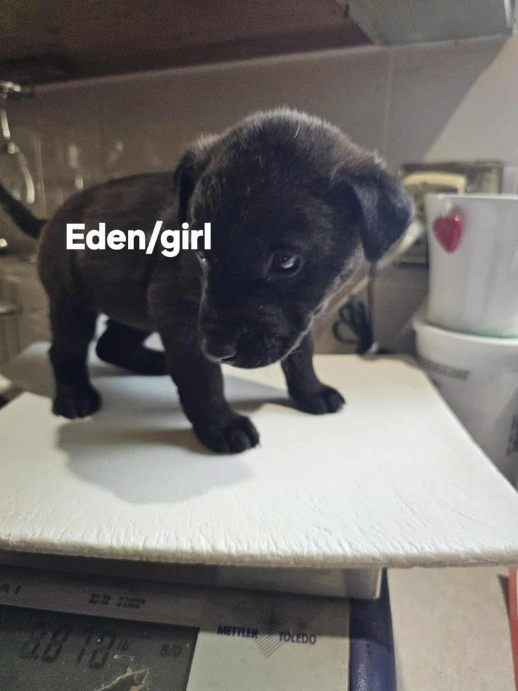 Enlarge Eden, a Adoptable mixed breed in Evergreen, CO image 4/5