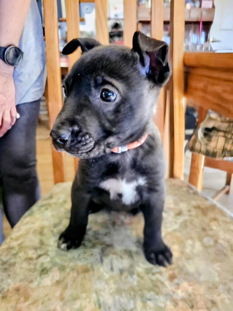 Enlarge Eden, a Adoptable mixed breed in Evergreen, CO image 5/5