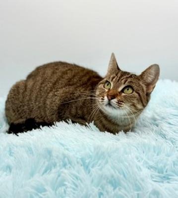 Enlarge Ayla, a Adoptable Tabby in Covington, LA image 2/5