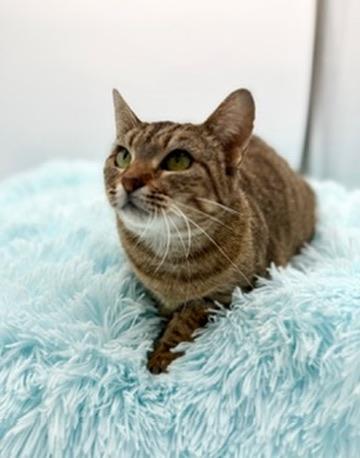 Enlarge Ayla, a Adoptable Tabby in Covington, LA image 5/5