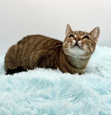 Enlarge Ayla, a Adoptable Tabby in Covington, LA image 1/5