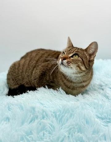 Enlarge Ayla, a Adoptable Tabby in Covington, LA image 4/5