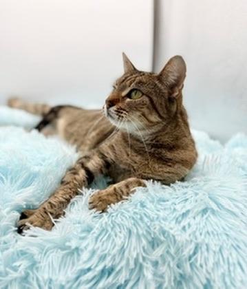 Enlarge Ayla, a Adoptable Tabby in Covington, LA image 3/5
