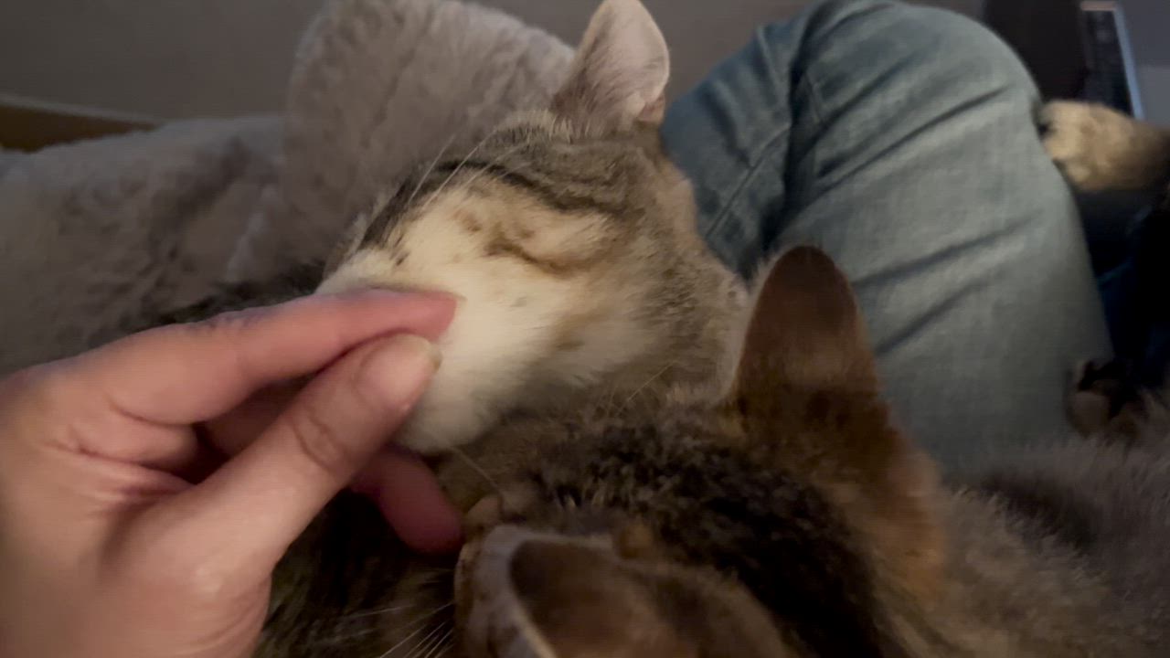 Enlarge Nori and Kimchi, a ADOPTABLE Domestic Short Hair in Apple Valley, MN video 5/5