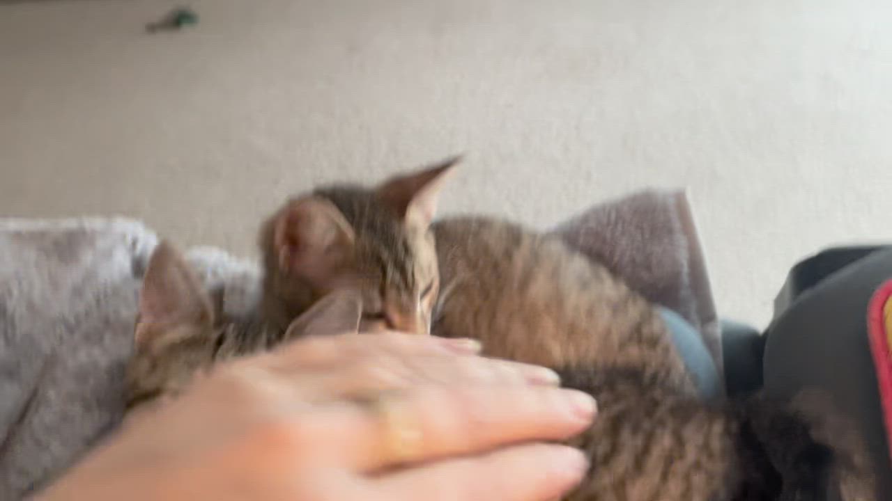 Enlarge Nori and Kimchi, a ADOPTABLE Domestic Short Hair in Apple Valley, MN video 4/5