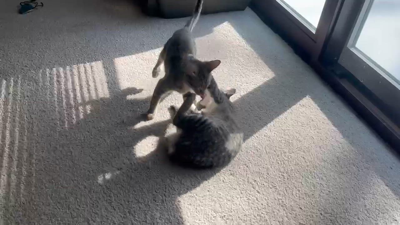 Enlarge Nori and Kimchi, a ADOPTABLE Domestic Short Hair in Apple Valley, MN video 3/5