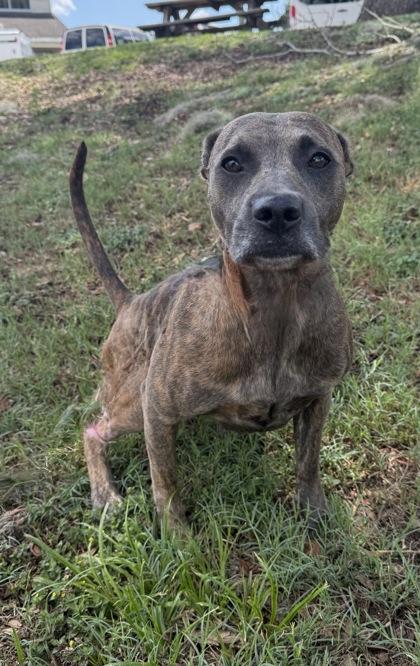 Enlarge Lillian, a ADOPTABLE mixed breed in Inverness, FL image 1/1