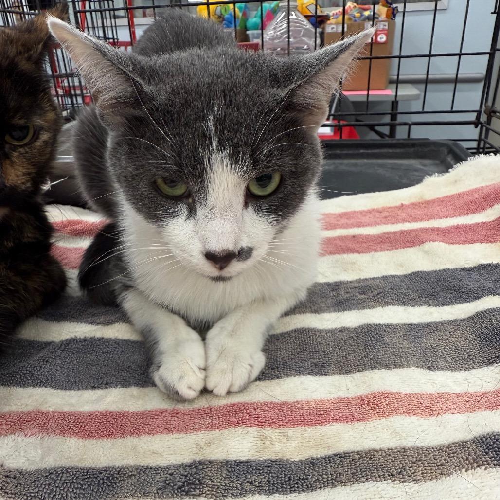 Matcha, Adoptable, Young Female Domestic Short Hair.