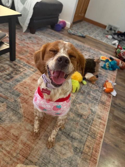 WI/Maple, a Adoptable Brittany Spaniel in Green Bay, WI image 1/3