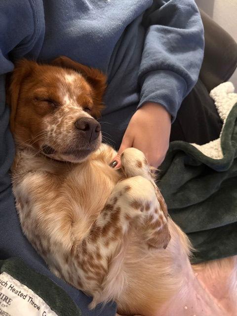 WI/Maple, a Adoptable Brittany Spaniel in Green Bay, WI image 2/3