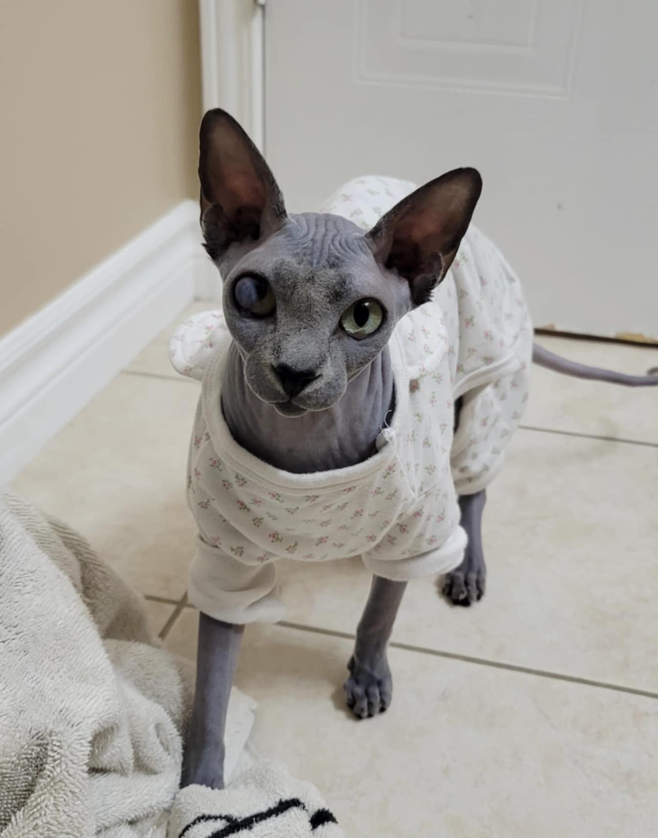 Sphinx Cat Adoption: Essential Tips for a Loving Home