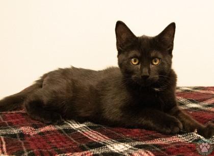 Tamarack, ADOPTABLE, Kitten Male Domestic Short Hair.