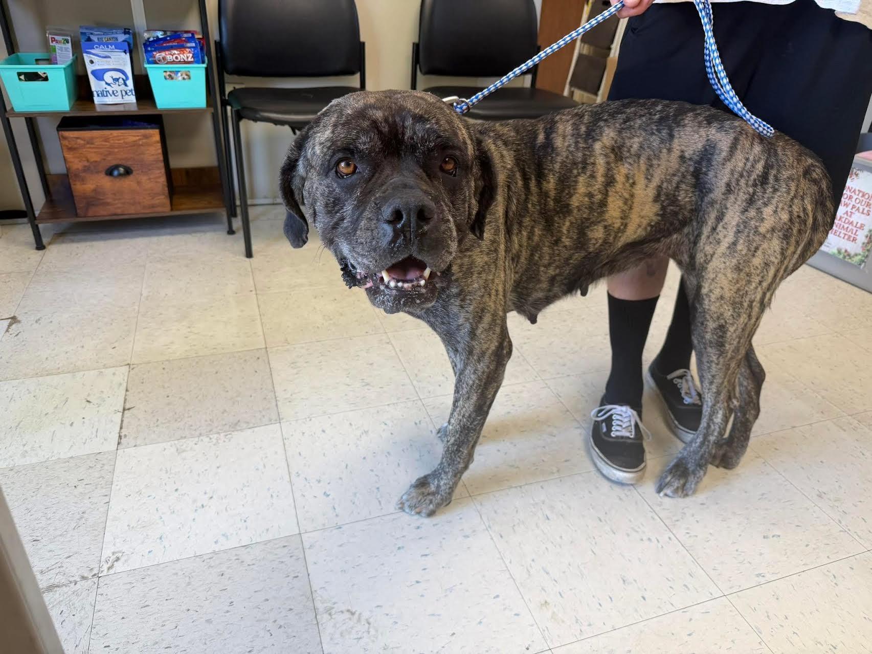 Winona, ADOPTABLE, Adult Female Mastiff.
