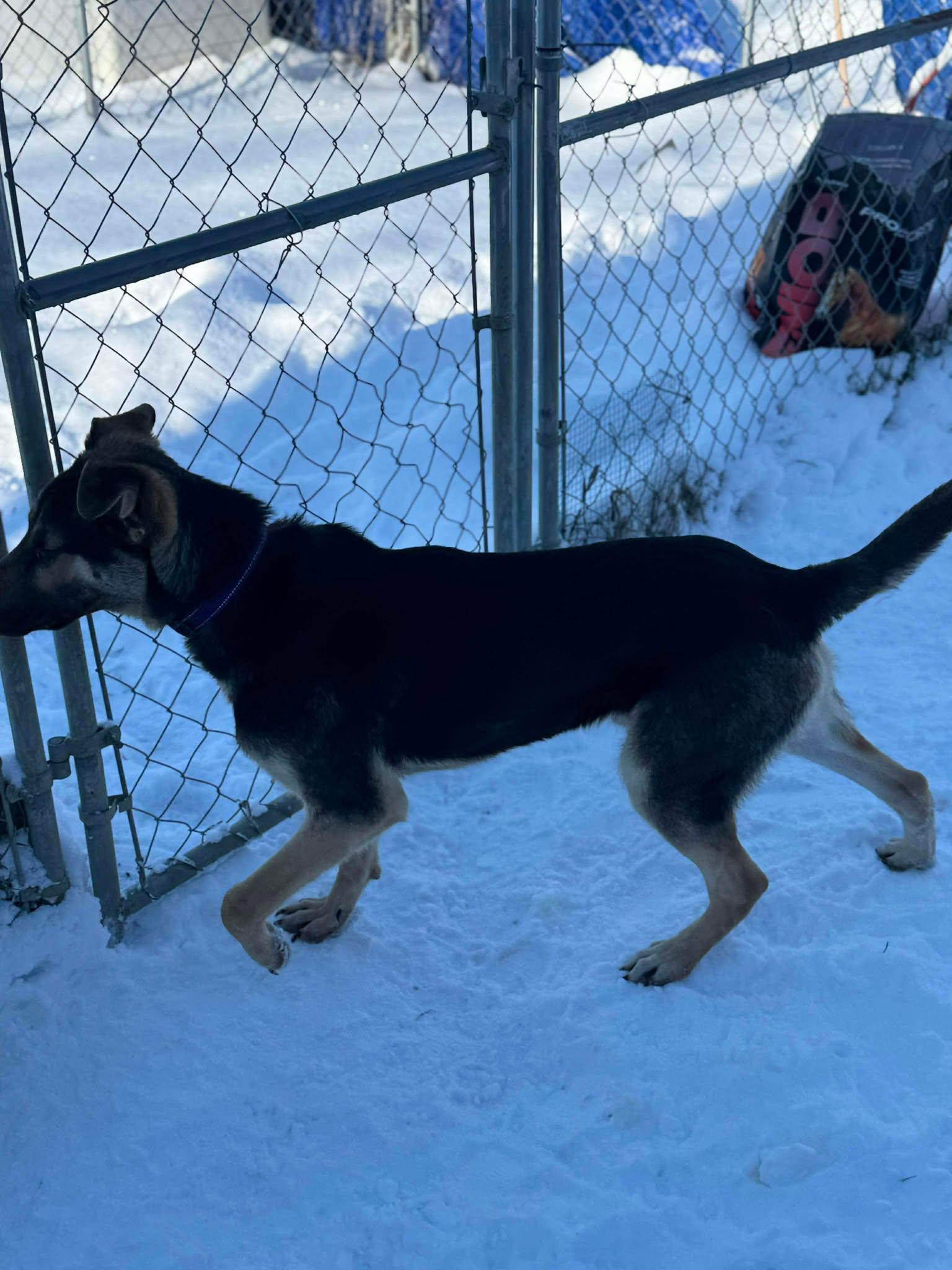 Enlarge Pumpkin, an adopted Mixed Breed in Heuvelton, NY image 2/6