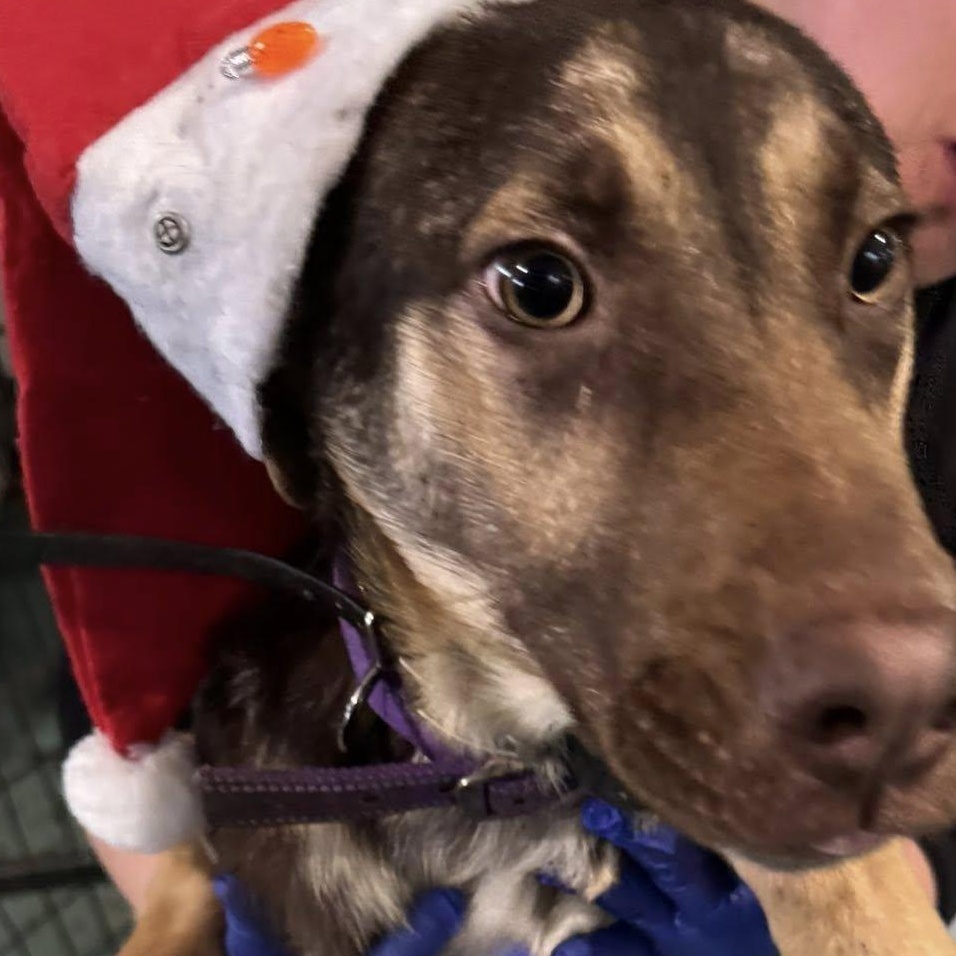 Enlarge Pumpkin, a ADOPTABLE Mixed Breed in Heuvelton, NY image 1/1