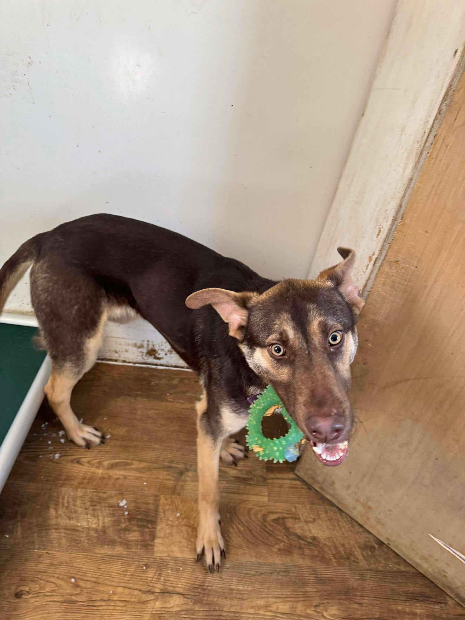 Pumpkin, adopted, Young Male Mixed Breed.