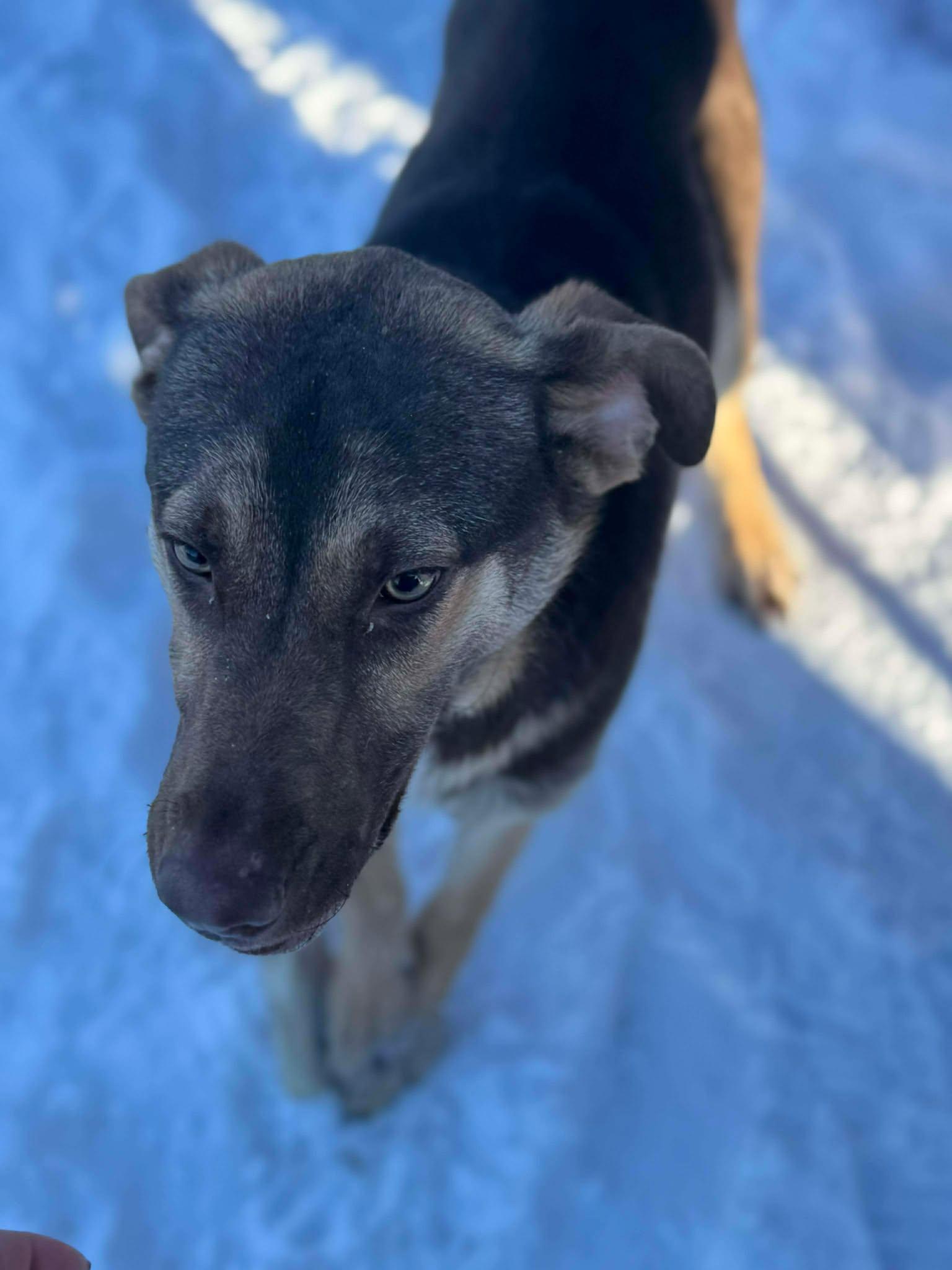 Enlarge Pumpkin, an adopted Mixed Breed in Heuvelton, NY image 4/6