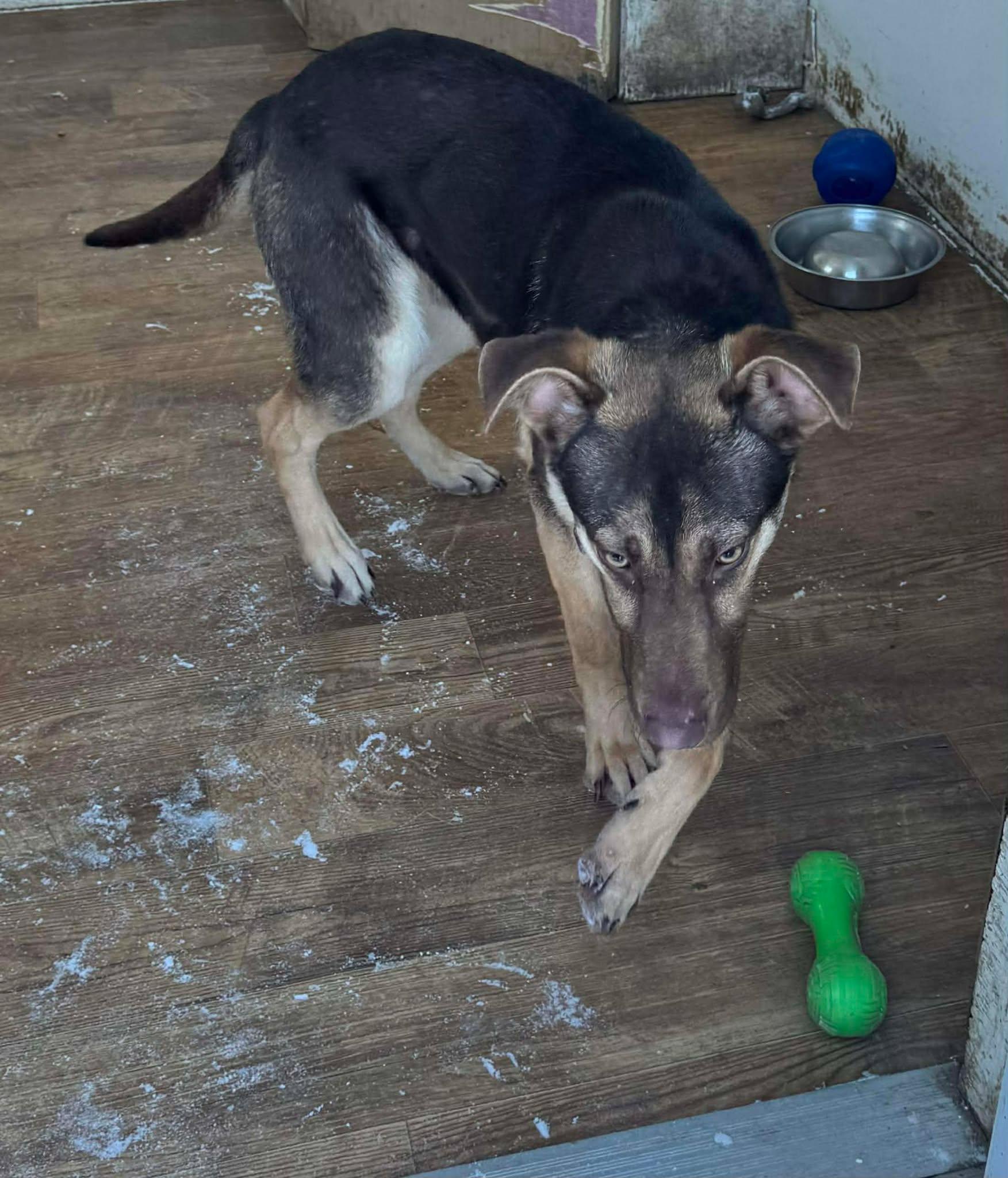 Enlarge Pumpkin, an adopted Mixed Breed in Heuvelton, NY image 5/6