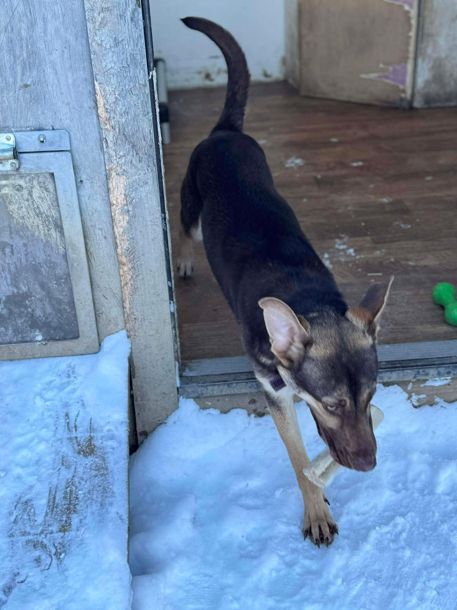 Enlarge Pumpkin, an adopted Mixed Breed in Heuvelton, NY image 6/6