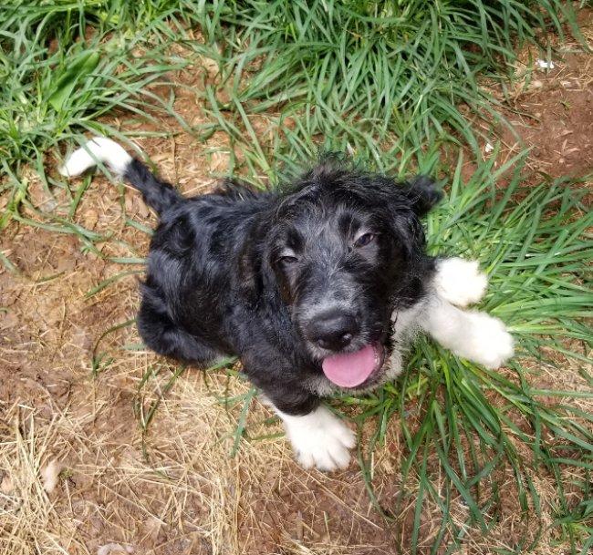 Ziti, an adoptable Labradoodle in Greensboro, GA, 30642 | Photo Image 5