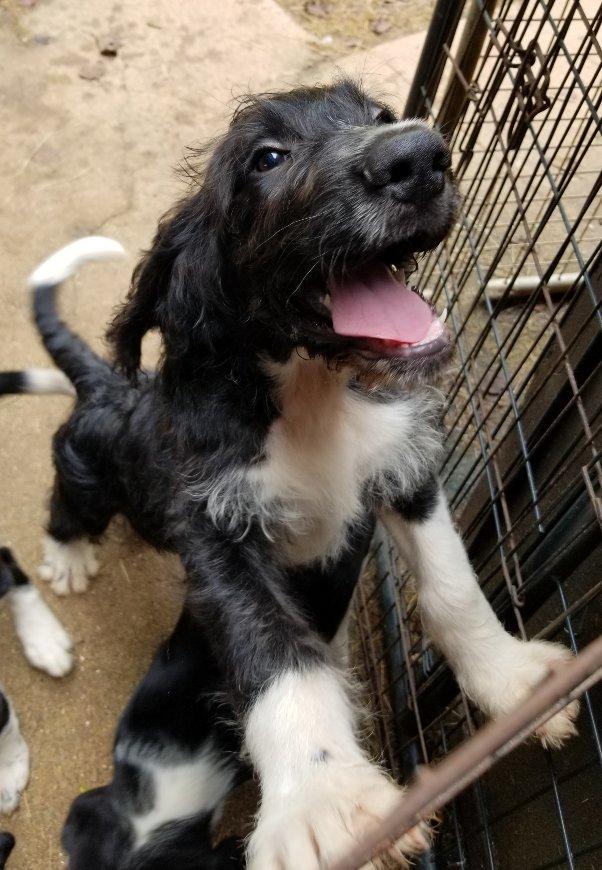 Ziti, an adoptable Labradoodle in Greensboro, GA, 30642 | Photo Image 4
