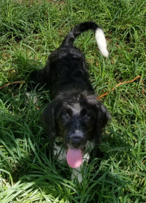 Ziti, an adoptable Labradoodle in Greensboro, GA, 30642 | Photo Image 6