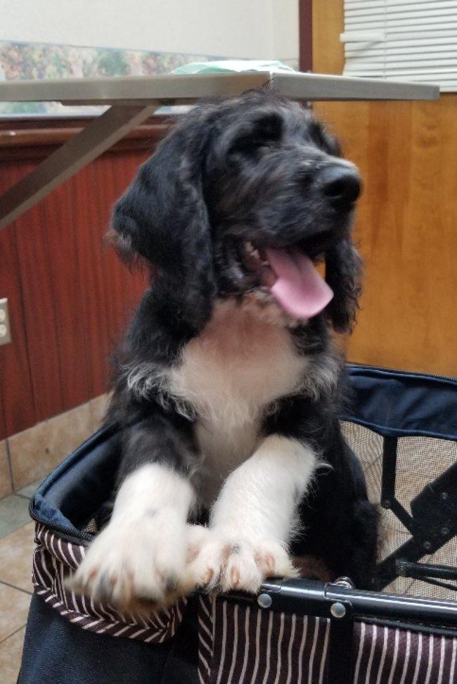 Ziti, an adoptable Labradoodle in Greensboro, GA, 30642 | Photo Image 2