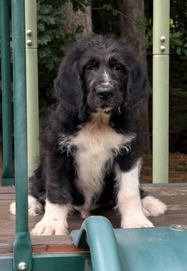 Ziti, an adoptable Labradoodle in Greensboro, GA, 30642 | Photo Image 3
