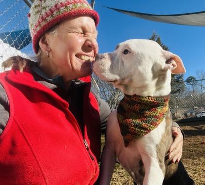 Eustace $85 Fostered, Adoptable, Adult Male Pit Bull Terrier & Mixed Breed.