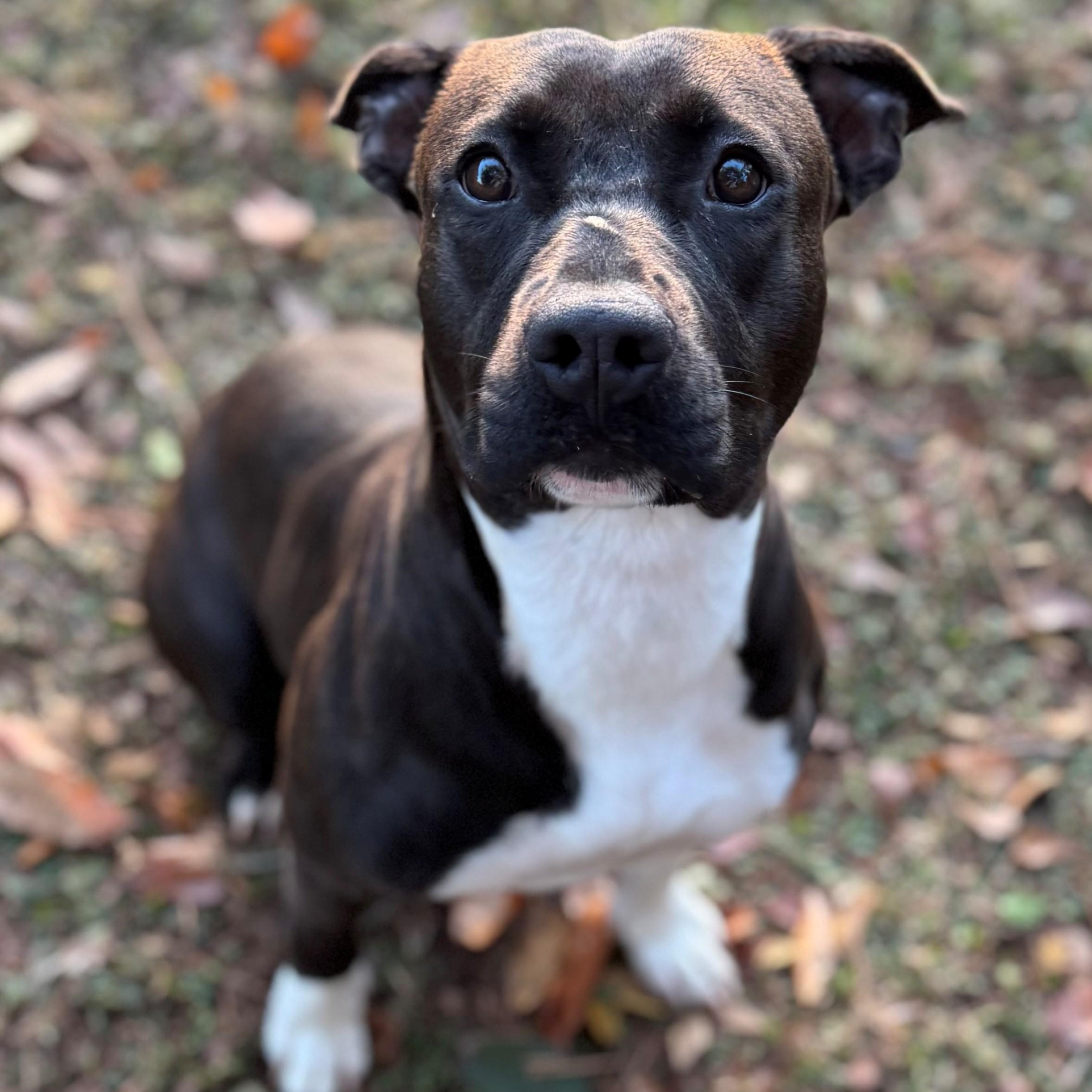 Sassy, ADOPTABLE, Adult Female Mixed Breed.