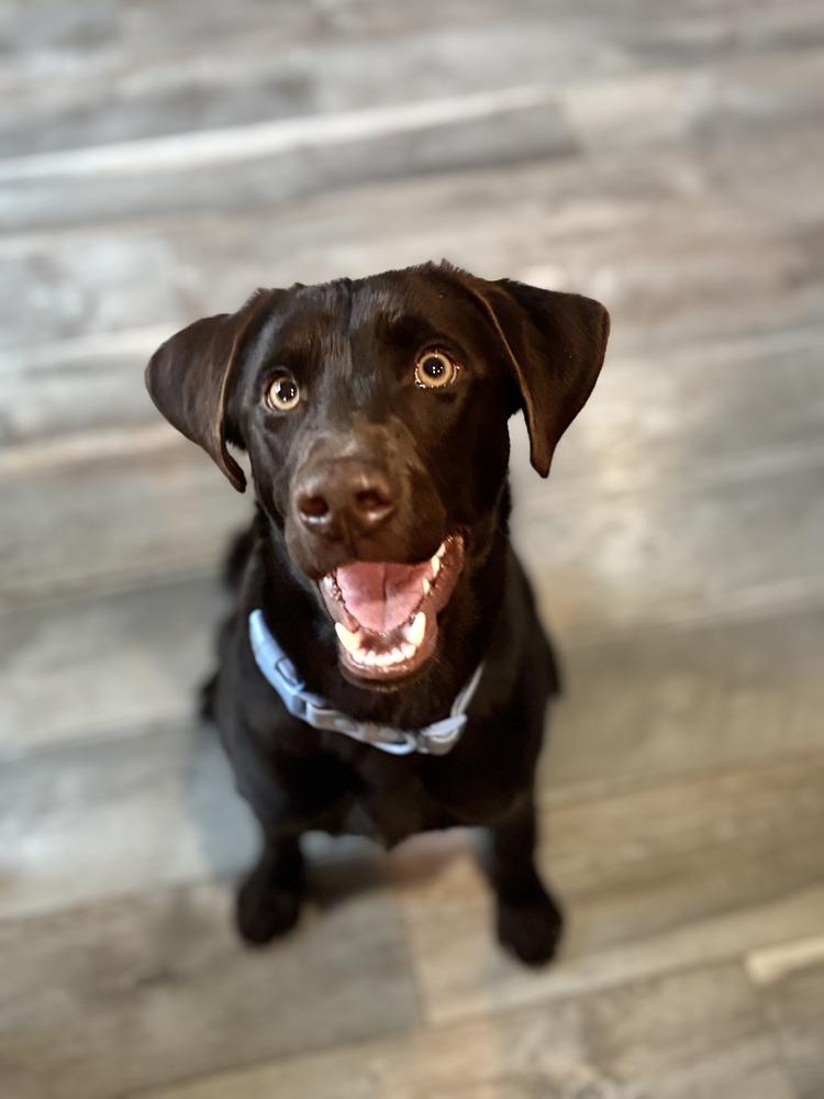 Diesel, Adopted, Puppy Male Labrador Retriever.